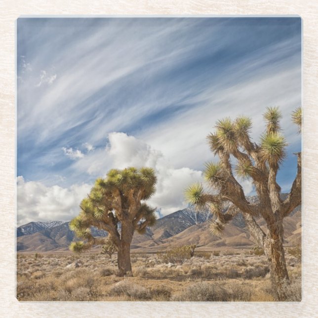 Joshua Trees in Desert Glass Coaster (Front)