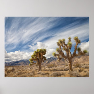 Joshua Trees in Desert Poster