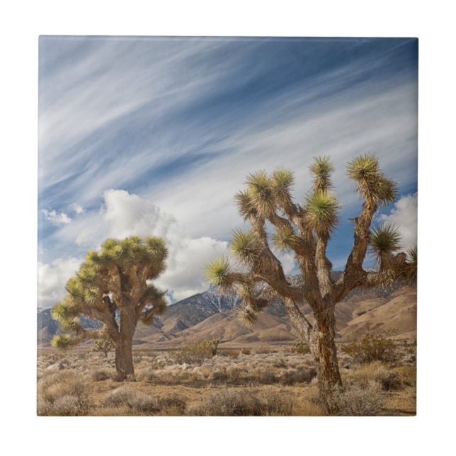 Joshua Trees in Desert Tile (Front)
