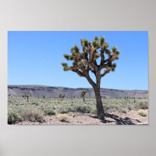 Joshua Trees in Goldfield, Nevada Desert Poster