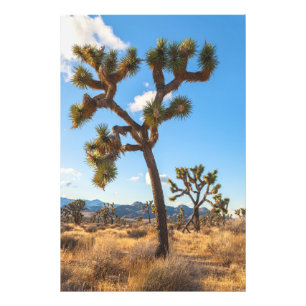 Joshua Trees Photo Print