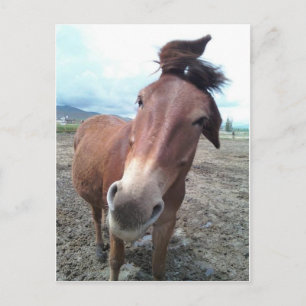Josie, the funny mule postcard