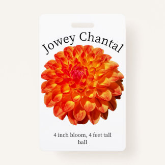 Jowey Chantal Dahlia ID Badge