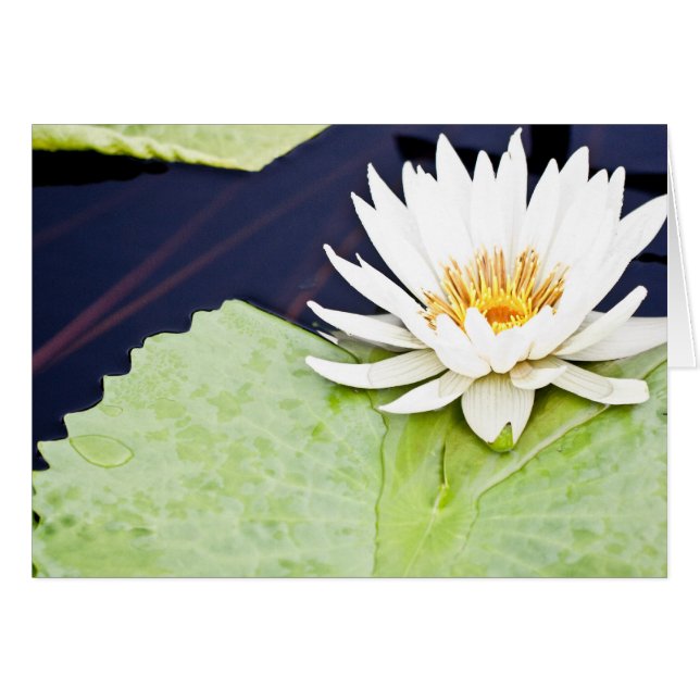 Joy (Front Horizontal)