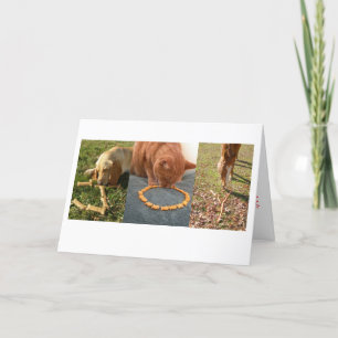 JOY pets Holiday Card