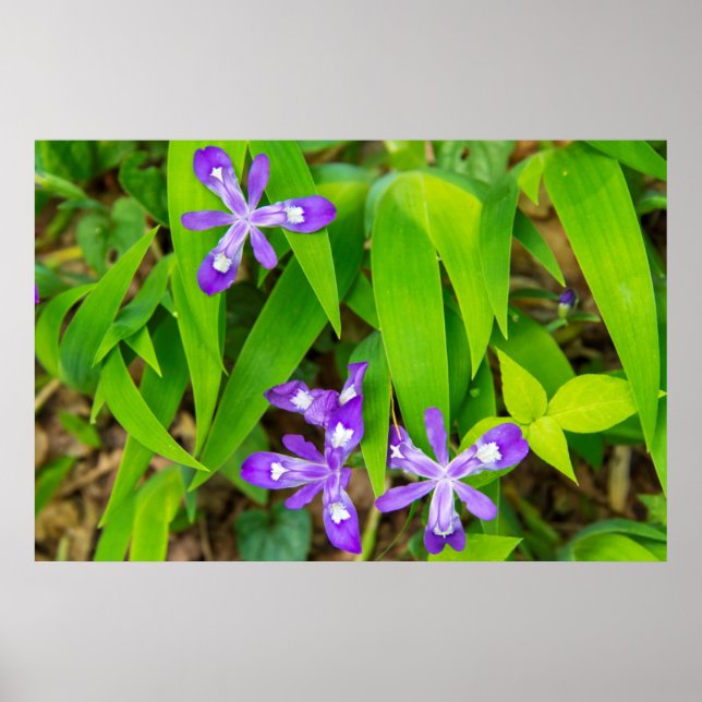 Joyce Kilmer-Slickrock Wilderness 2 Poster (Front)
