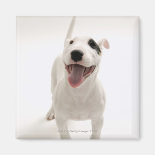 Joyful Bull terrier Magnet