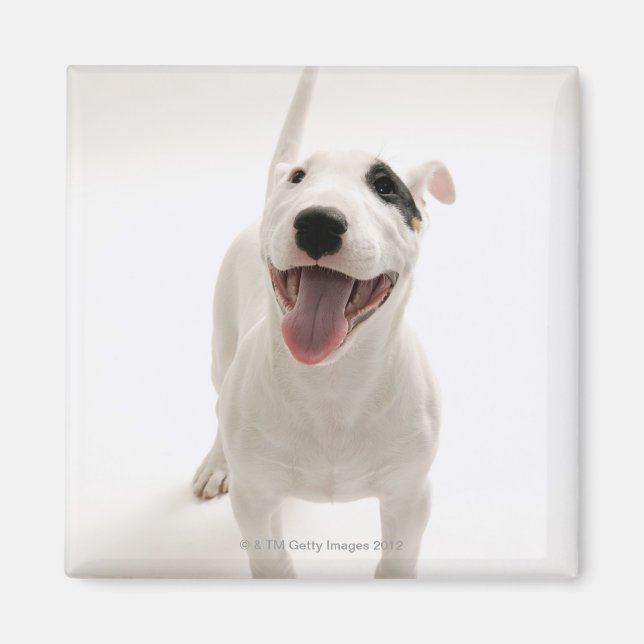 Joyful Bull terrier Magnet (Front)