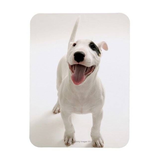 Joyful Bull terrier Magnet (Vertical)