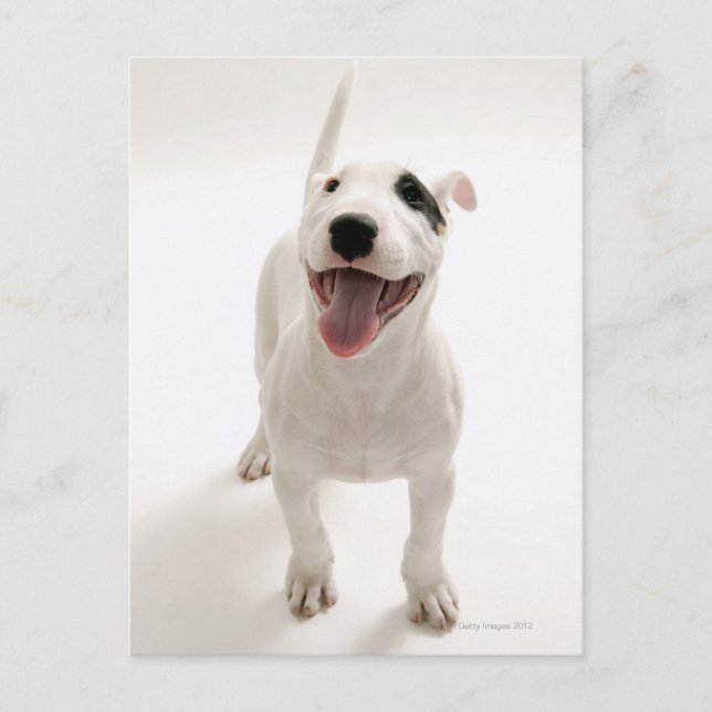 Joyful Bull terrier Postcard (Front)