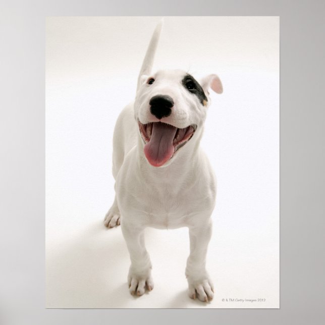 Joyful Bull terrier Poster (Front)