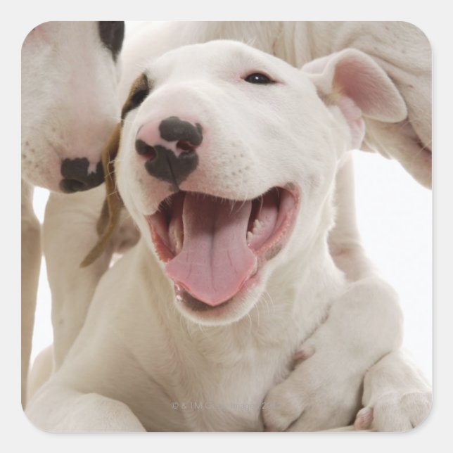 Joyful Bull terriers Square Sticker (Front)