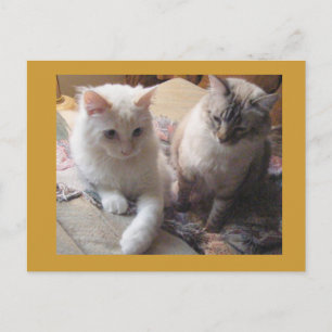 Joyful friends postcard