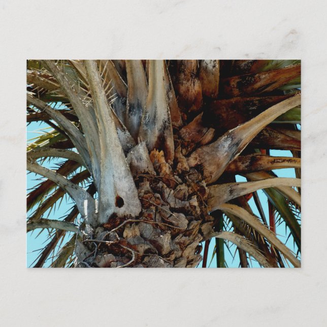 "Joyful Palm" Close up, top of tree with blue sky Postcard (Front)
