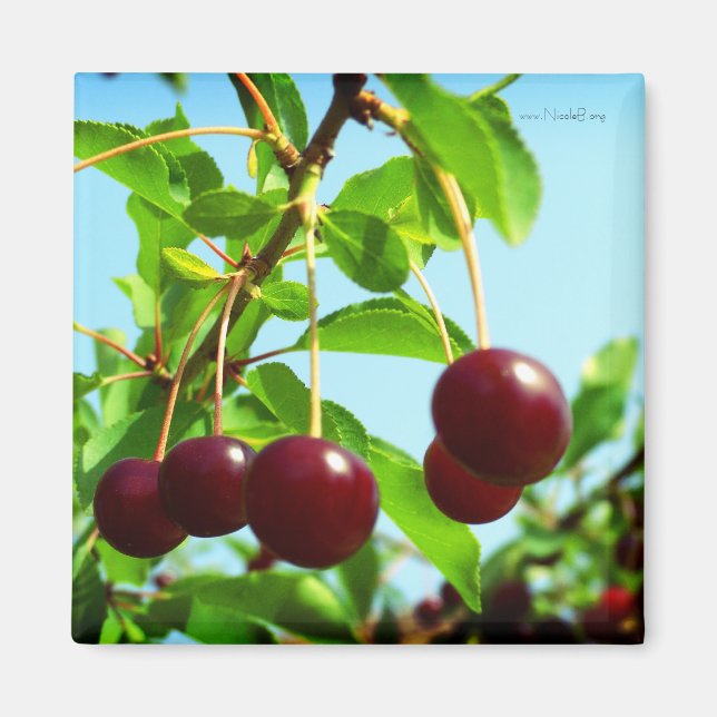 Joys of summer - red cherries magnet (Front)