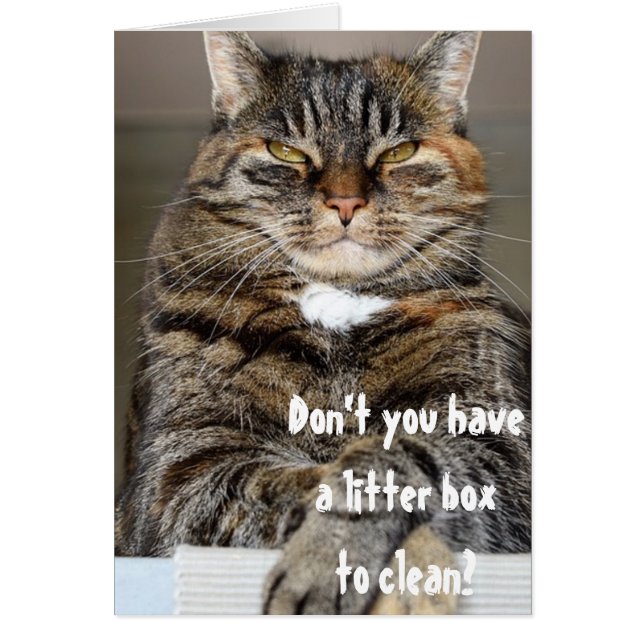 Judgmental Cat Angry Clean Litter Box Funny Humour (Front)