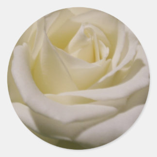 Judi's Rose Classic Round Sticker