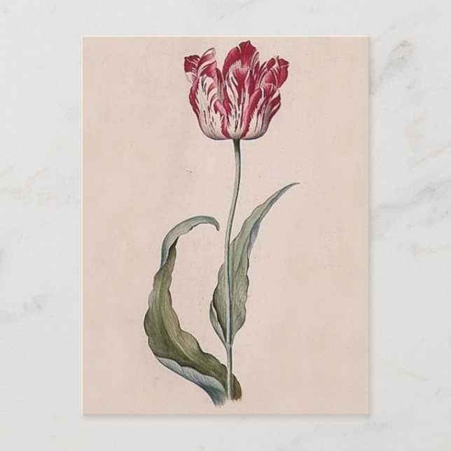 Judith Leyster Tulip Postcard (Front)