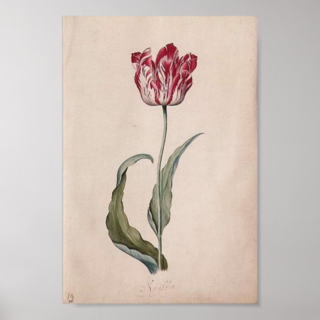 Judith Leyster Tulip Poster (Front)