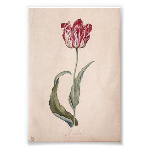 Judith Leyster Tulip Print