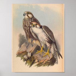 Jugger Falcon Bird Vintage Art Print