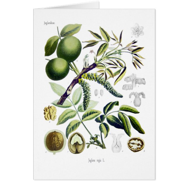 Juglans regia (walnut) (Front)