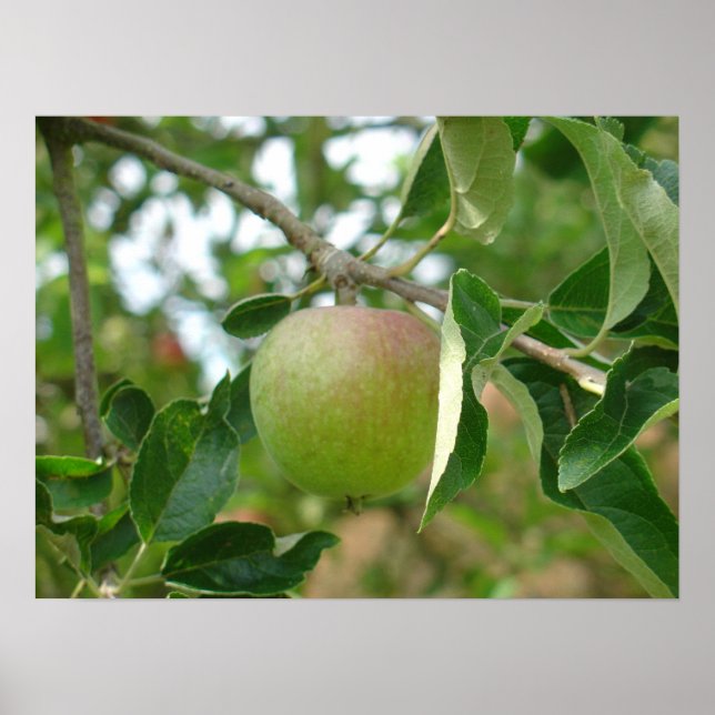 Juicy Green Apple Poster (Front)