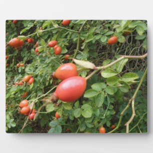 Juicy Red Rose Hips Plaque