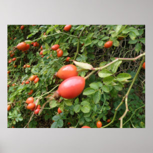 Juicy Red Rose Hips Print