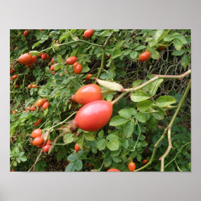 Juicy Red Rose Hips Print (Front)