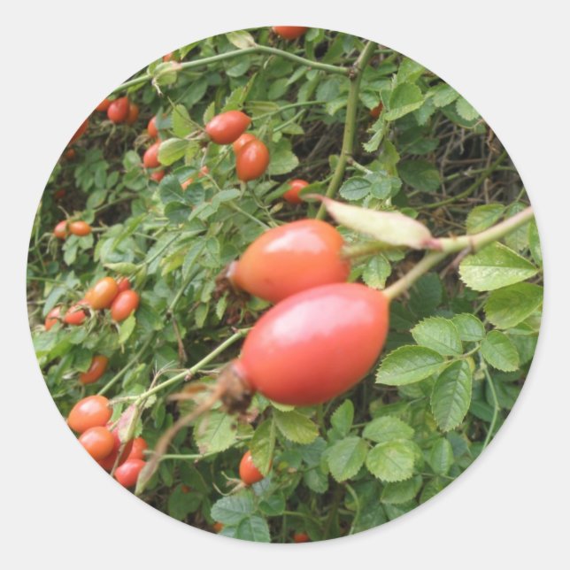 Juicy Red Rose Hips Sticker (Front)