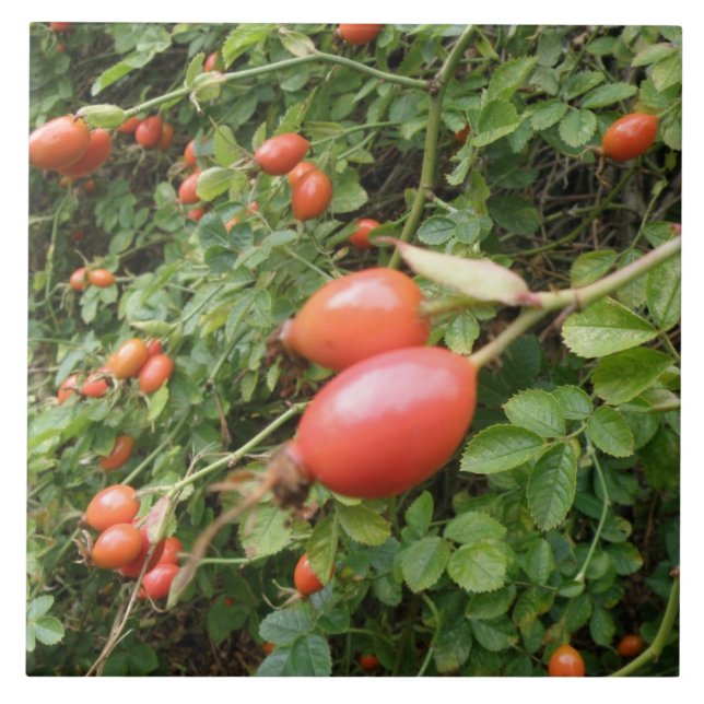 Juicy Red Rose Hips Tile (Front)
