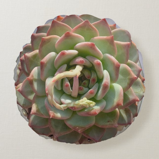 Juicy succulent pillow (Front)