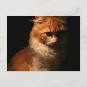 Jule Postcard