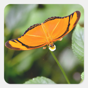 Julia butterfly feeding on flower   square sticker
