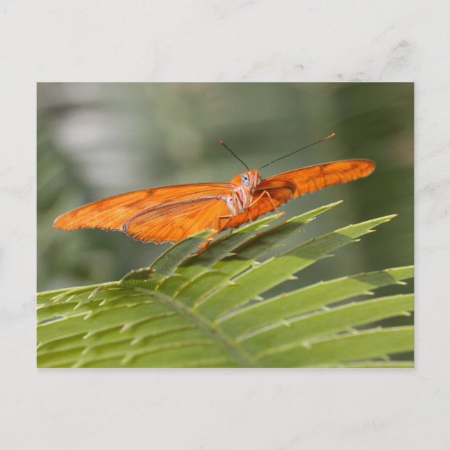 Julia butterfly on leaf postcard (Front)