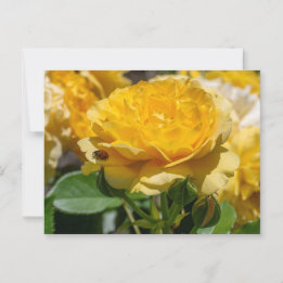 Julia Child Rose Postcard