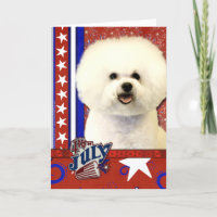 July 4th Firecracker - Bichon Frise