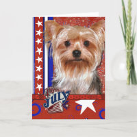 July 4th Firecracker - Yorkshire Terrier