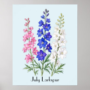 July Larkspur Flowers Poster