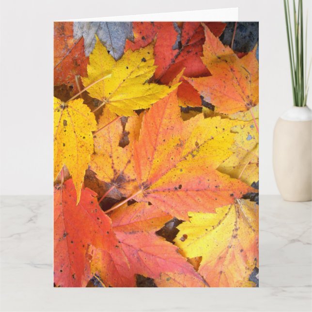 Jumbo Greeting Card - Maple Leaves (Front)