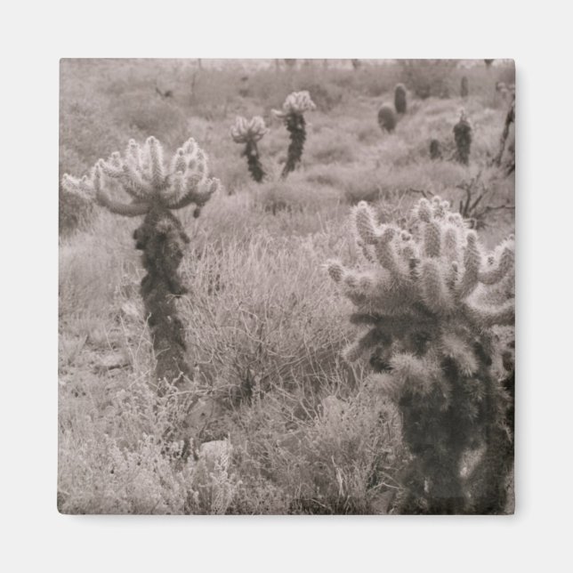 Jumping Cholla Cactus Desert Refrigerator Magnet (Front)