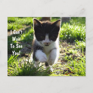 Jumping For Joy Kitten PostCard *Customise*