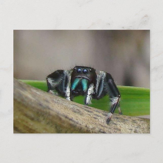 Jumping Jack! Postcard (Front)