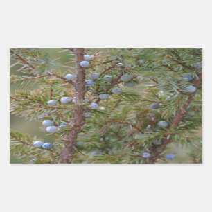 Jumping Junipers Rectangular Sticker