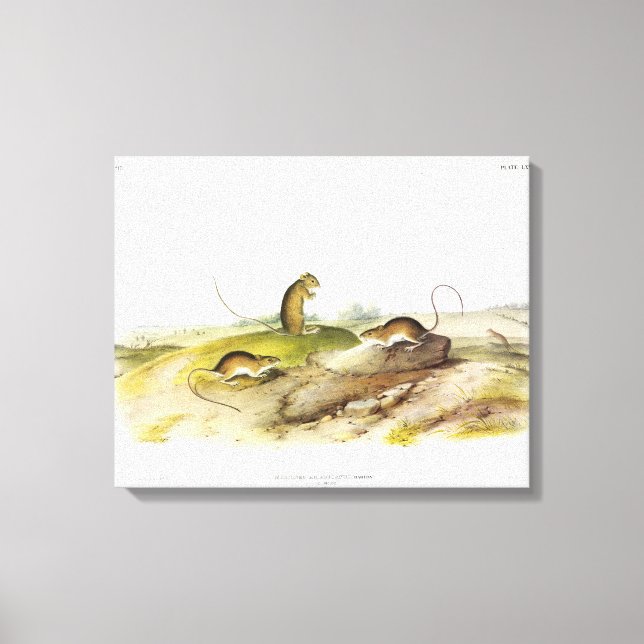 Jumping Mouse, or Meadow Jumping Mouse, by Audubon Canvas Print (Front)