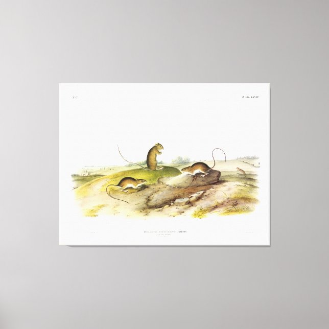 Jumping Mouse, or Meadow Jumping Mouse, by Audubon Canvas Print (Front)
