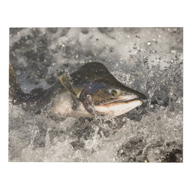 Jumping Salmon Notepad (Front)