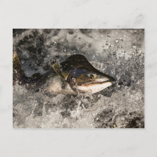 Jumping Salmon Postcard
