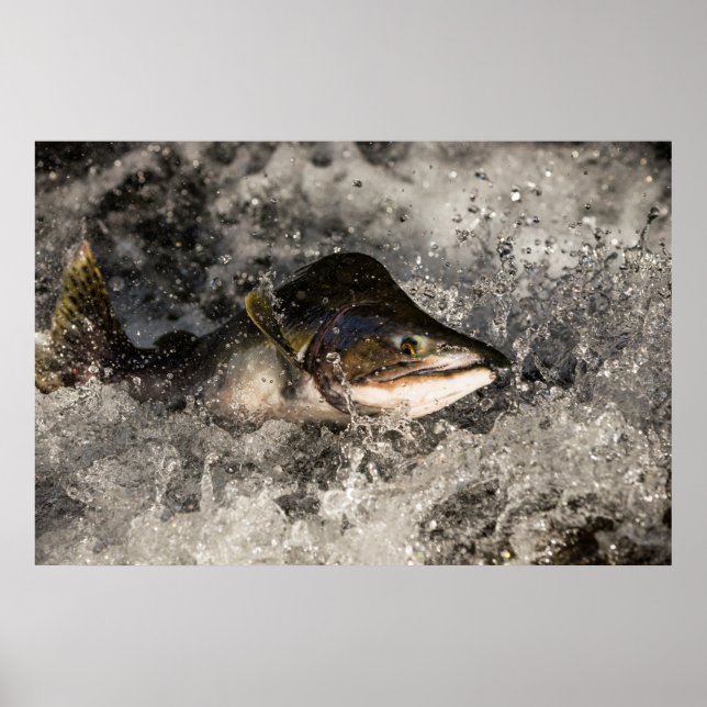 Jumping Salmon Poster (Front)